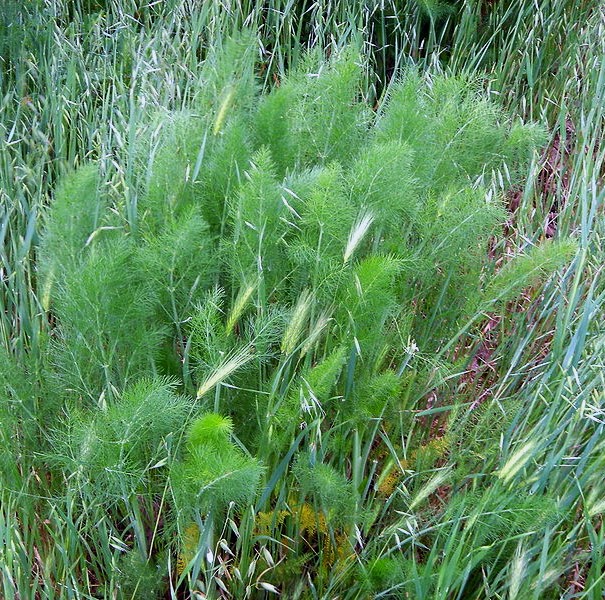 Growing Hermione's Garden Pimpinella anisum Anise