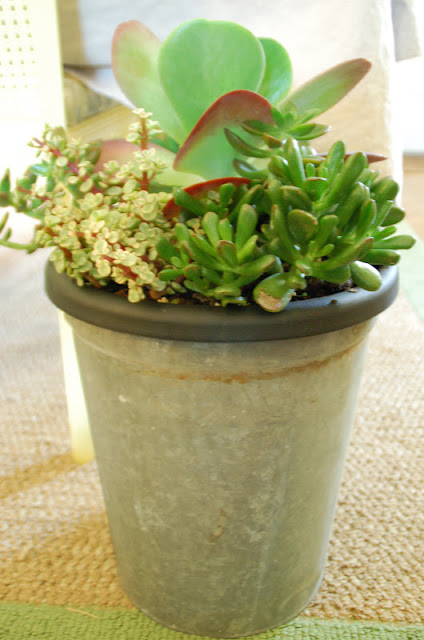 Thrifty Finds and Redesigns: Indoor Succulent Garden