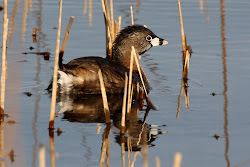 Pied-billed Grebe