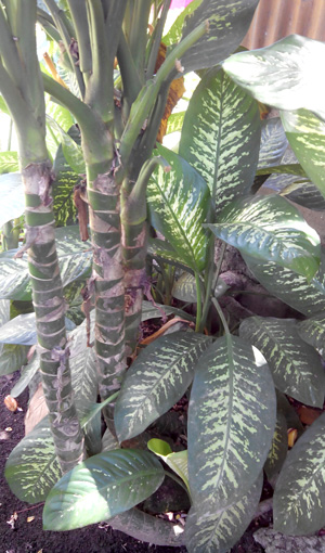 DUMBCANE: THIS COMMON HOUSE ORNAMENTAL PLANT CAN KILL YOU IN SECONDS