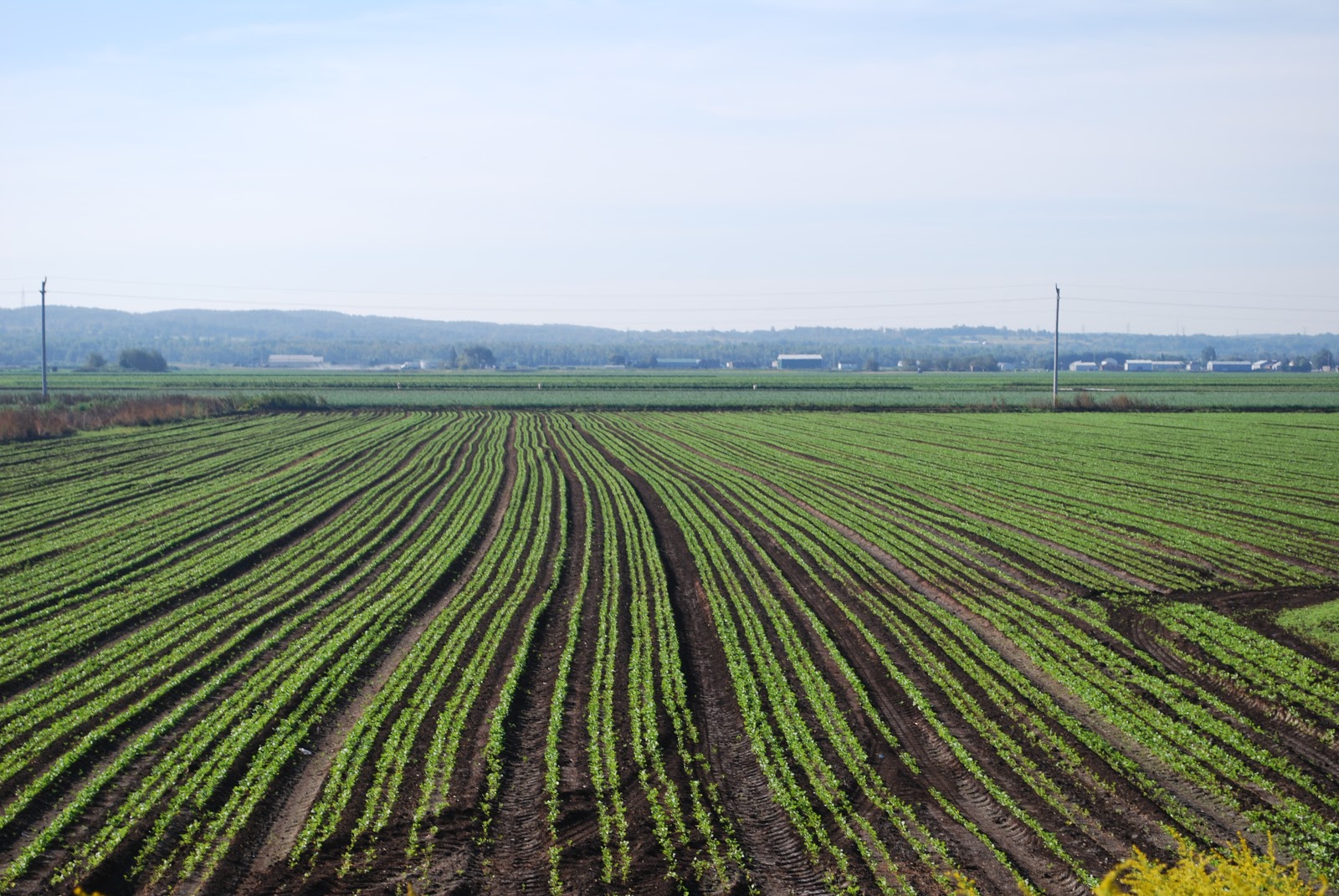Reflective Thoughts by Barbara THE HOLLAND MARSH ONTARIO