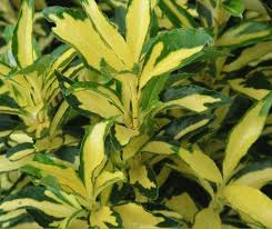 Beechwood Landscape Architecture And Construction Japanese