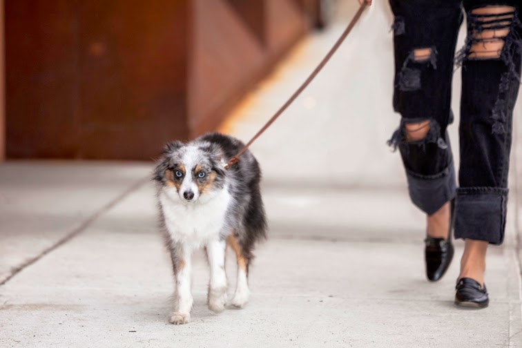 #wallyface mini aussie, blue merle, australian shepherd, Refind Denim distressed boyfriend jeans, street style #wallyface mini aussie, blue merle, australian shepherd, Refind Denim distressed boyfriend jeans, street style