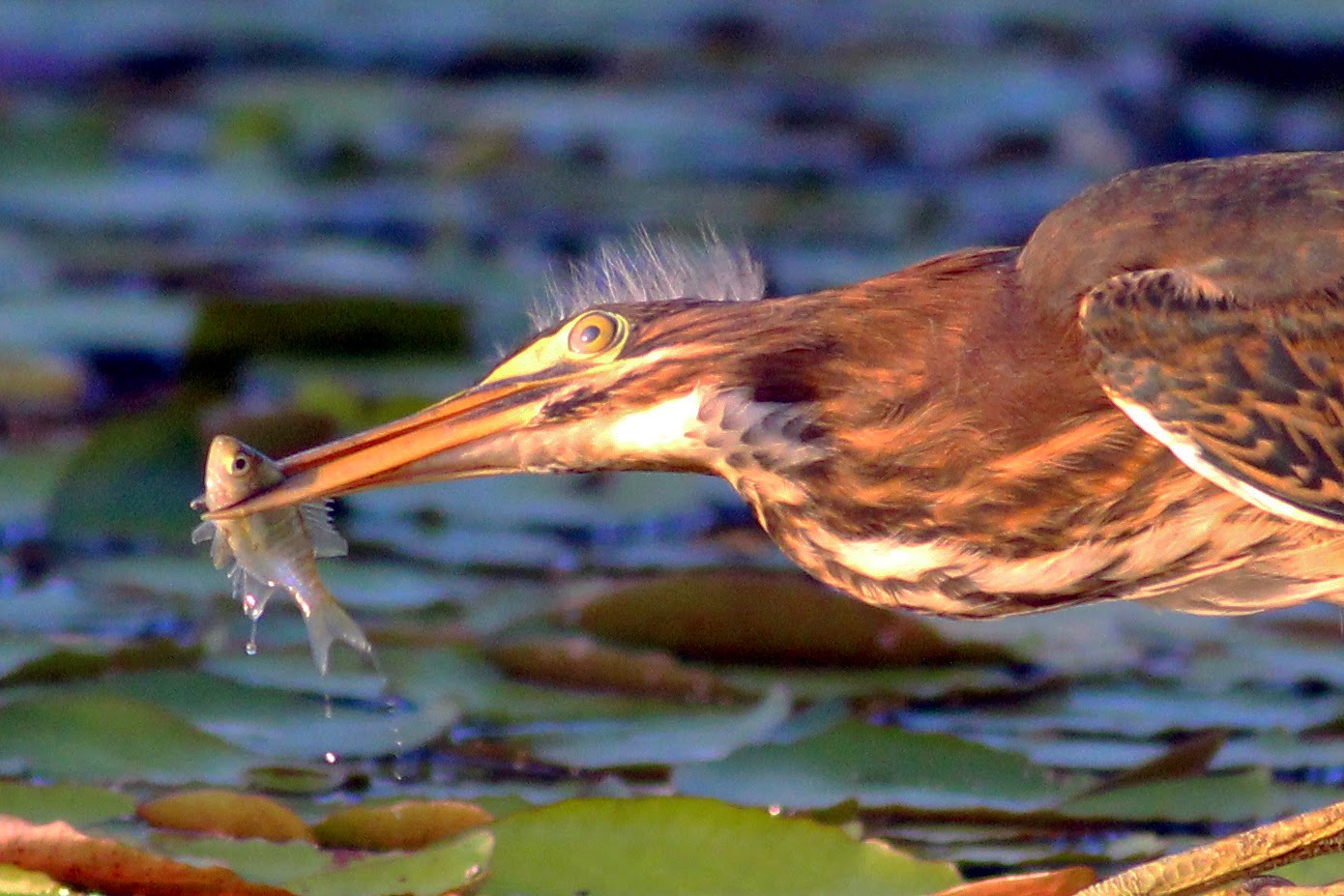 Green Heron Making Itself At Home Along >> Dallas Trinity Trails Green Herons Hunting The Trinity Riverbottoms Green Heron Making Itself At Home Along >> Dallas Trinity Trails Green Herons Hunting The Trinity Riverbottoms