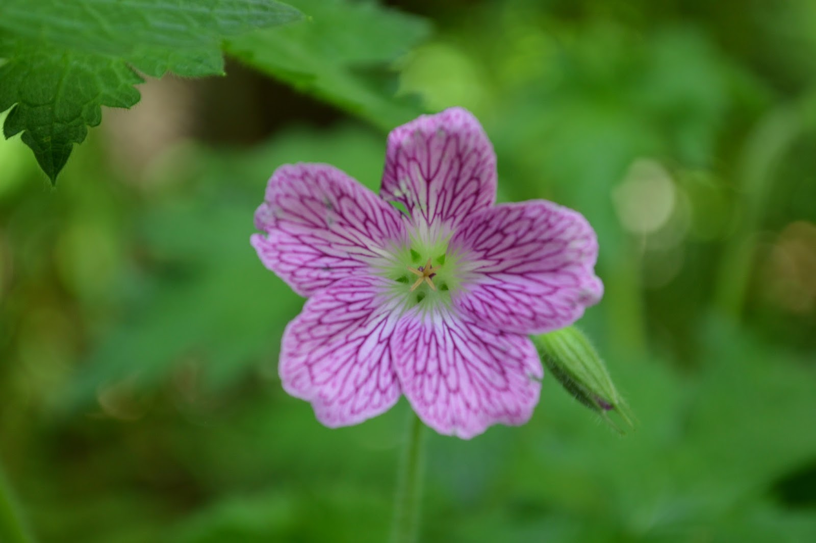 Khs Plant Library Philadelphus Mock Orange
