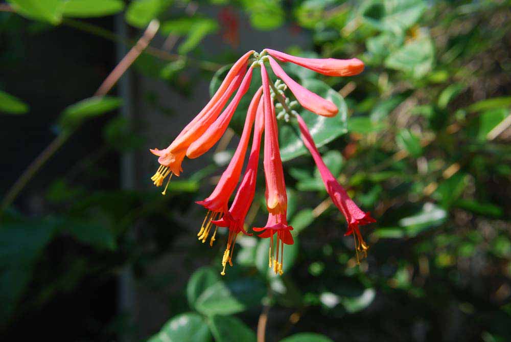 Space Coast Wildflowers Orlando Wetlands Park, April 13, 2012