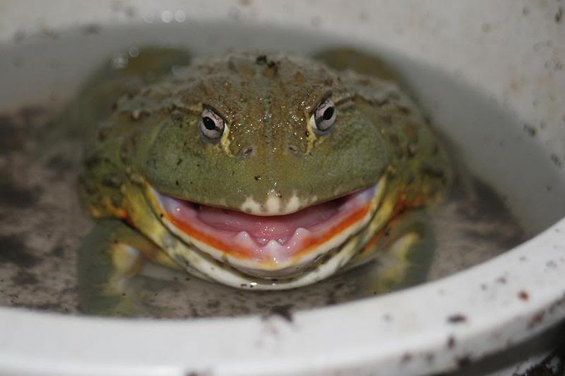 bitter road l3ads better path pacman frog exist bitter road l3ads better path pacman frog exist