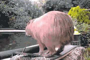 Funny animal gifs - part 105 (10 gifs), capybara jumping into pool