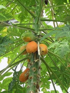 Papaya Fruit Benefits Papaya Fruit Benefits