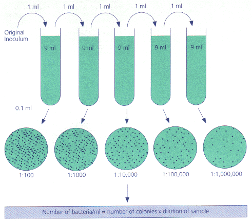 serial dilution cells