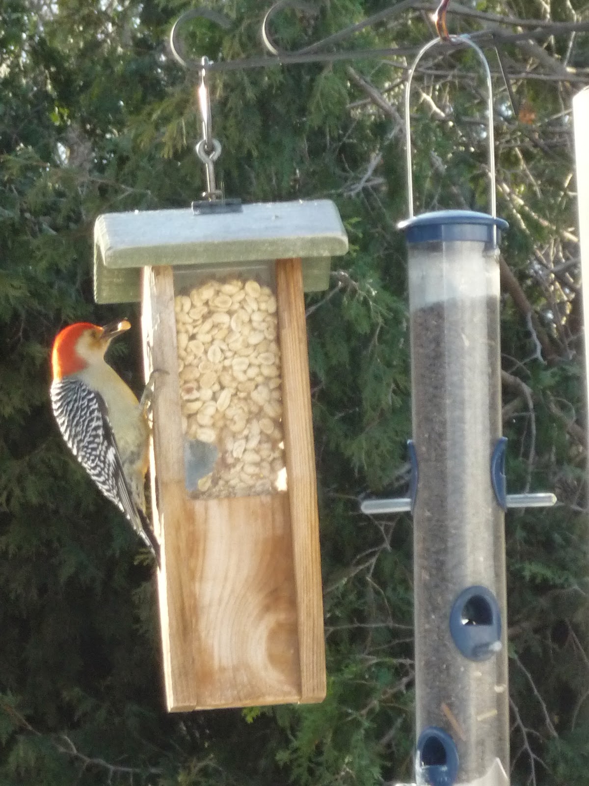 South Burlington birds Birds at peanut feederphotos South