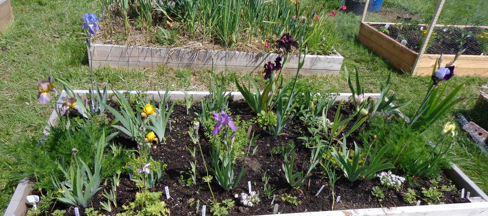 Growing Greener in the Pacific Northwest Iris Raised Bed, heritage Irises