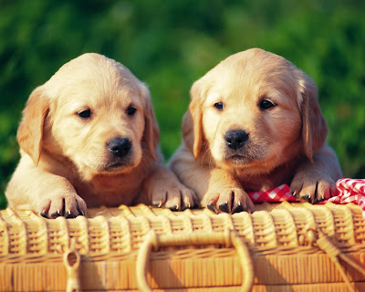 Dogs Wallpapers HD