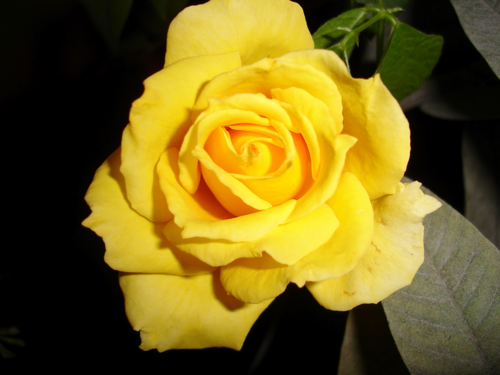 jardim rosas amarelas:Que elas iluminem nosso andar, dia e noite. jardim rosas amarelas:Que elas iluminem nosso andar, dia e noite.