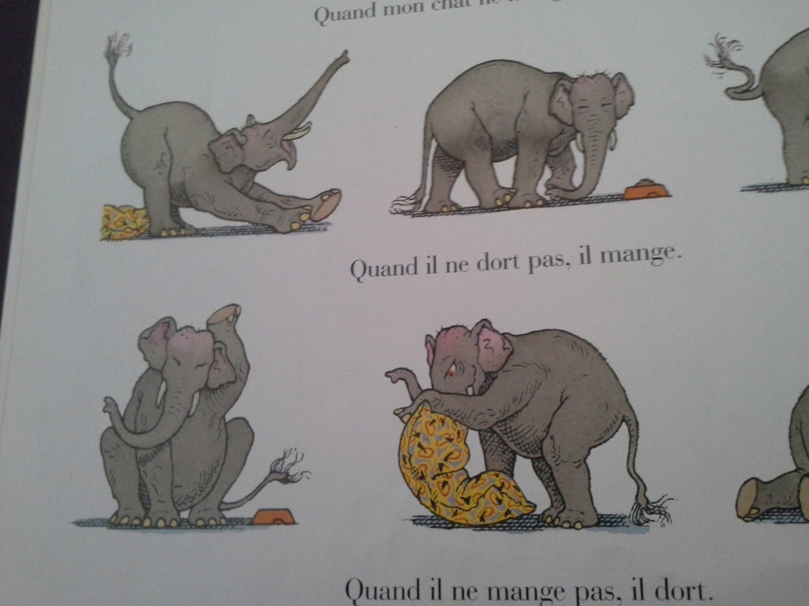 quel est animal le plus bete du monde