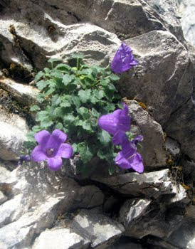 Campanula morettiana (Campanula del Moretti)