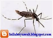 Syarat Menjadi Vektor Penyakit Syarat Menjadi Vektor Penyakit