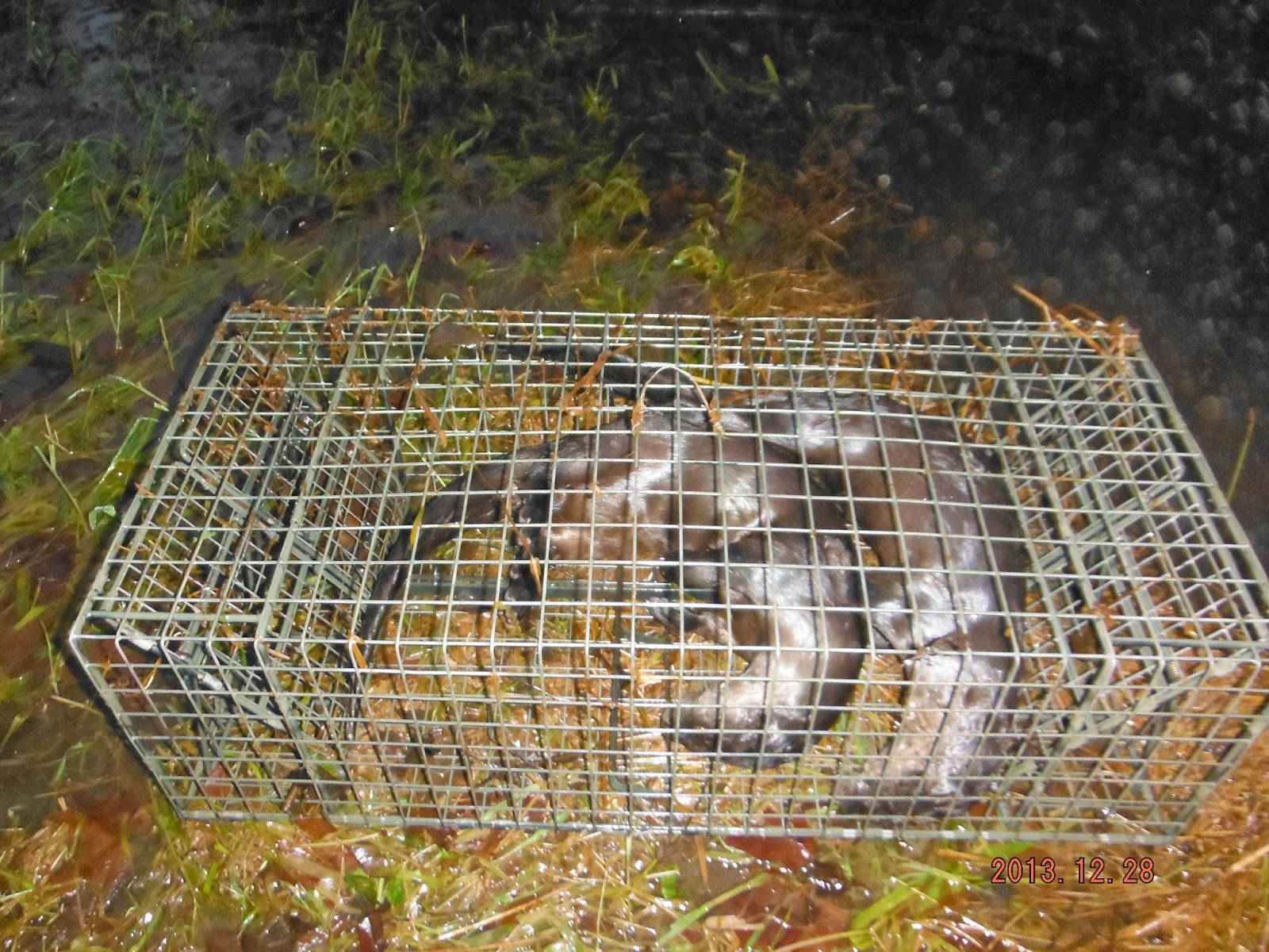 Comstock Cage Traps, In Action on the Line Ron from Washington State