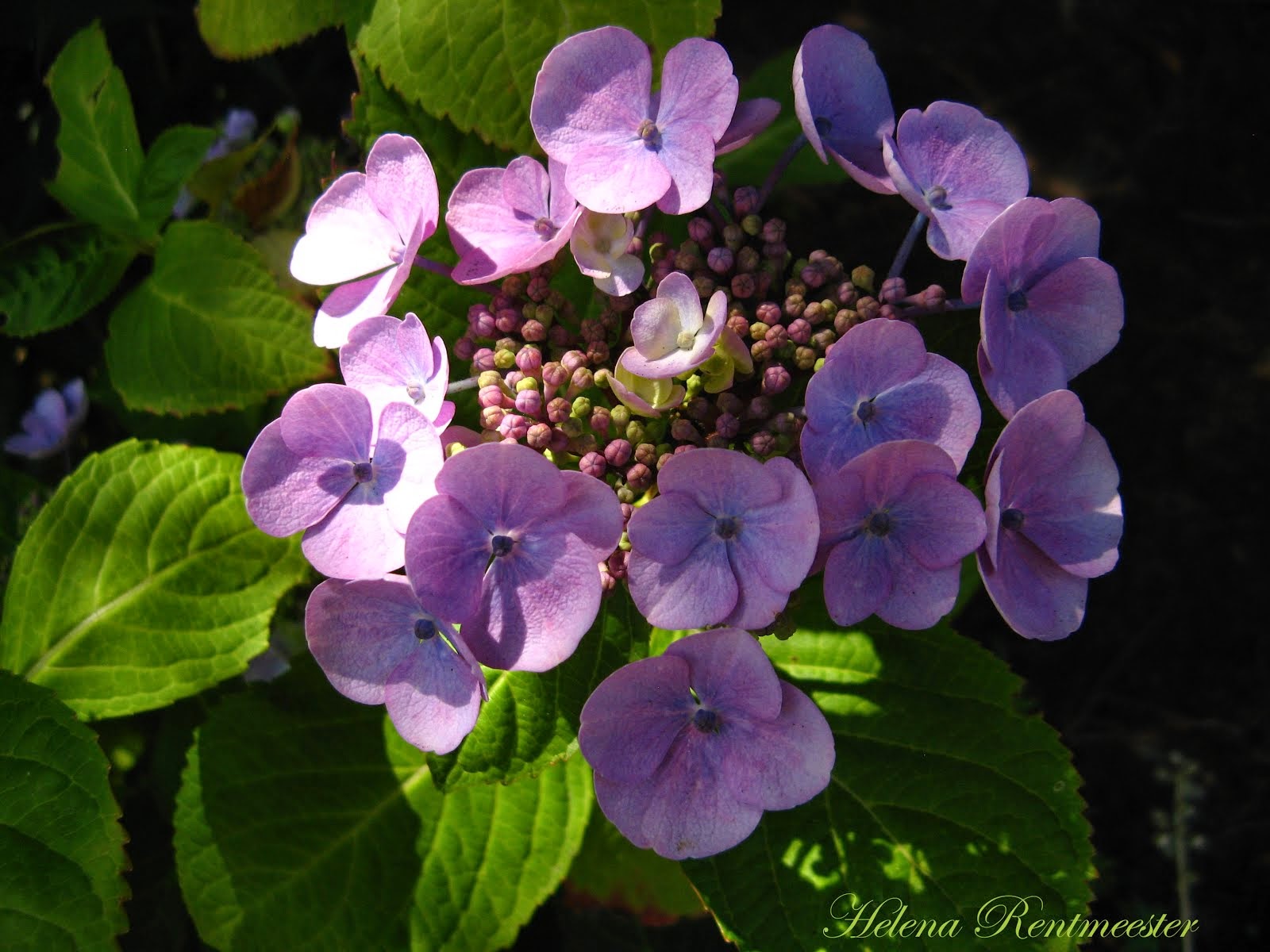 Hortensia