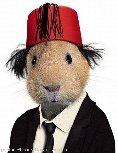 Latest Funny Pictures Funny Animals Imitate Photoes