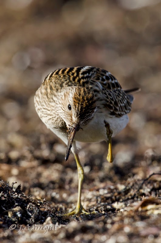 Correlimos pectoral, Calidris melanotos, Pectoral Sandpiper Correlimos pectoral, Calidris melanotos, Pectoral Sandpiper