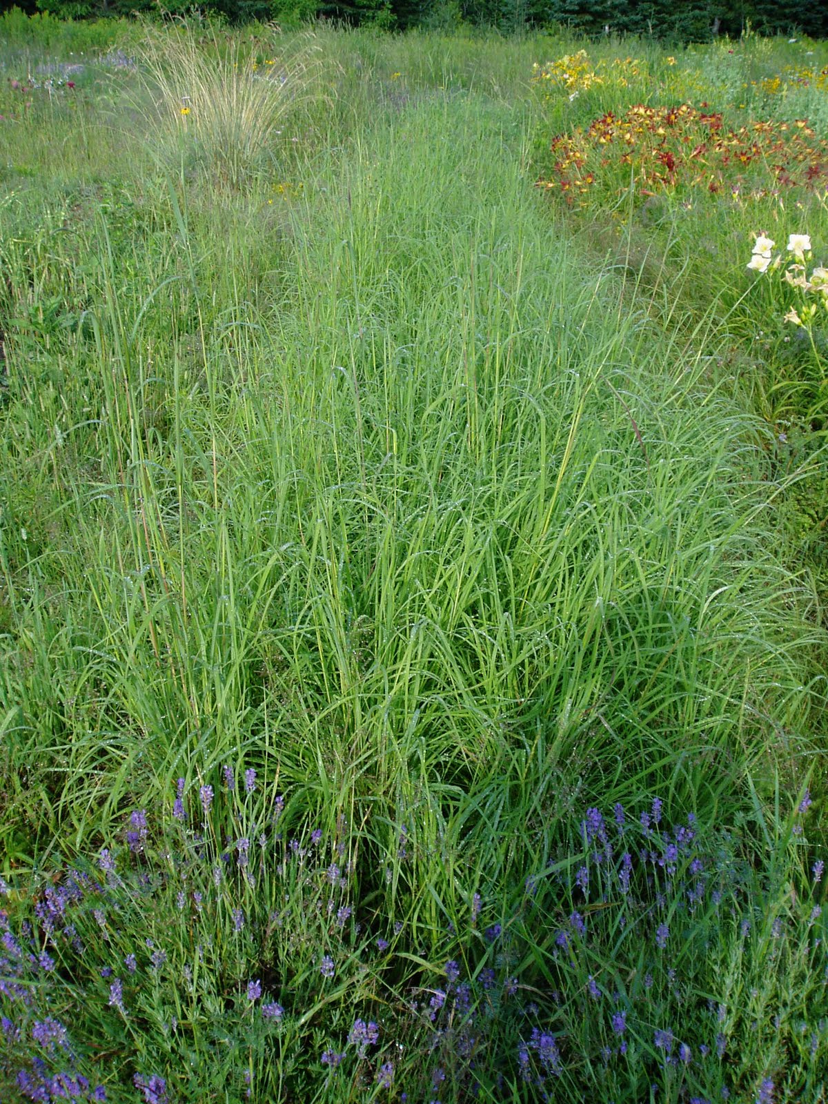 Lovegrass Farm Andropogon gerardii (Big Bluestem) Ornamental Grass at
