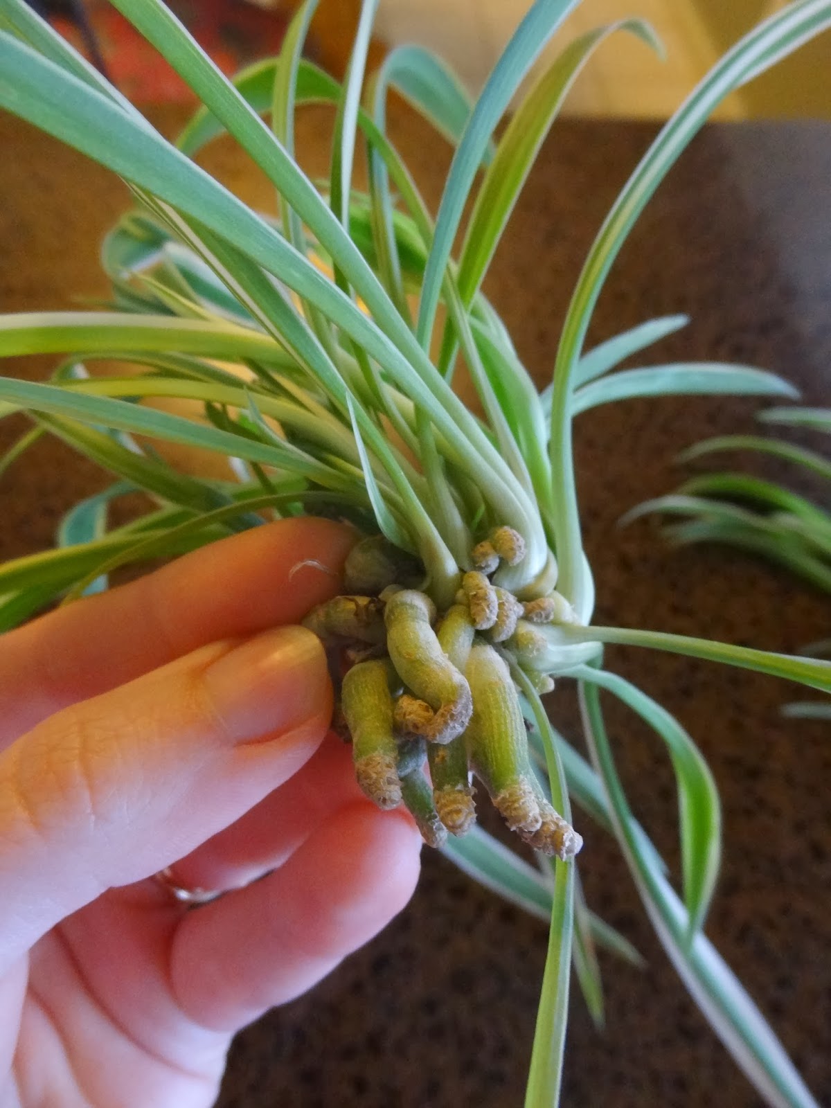 Rebecca�s Texas Garden Spider Plant Propagation