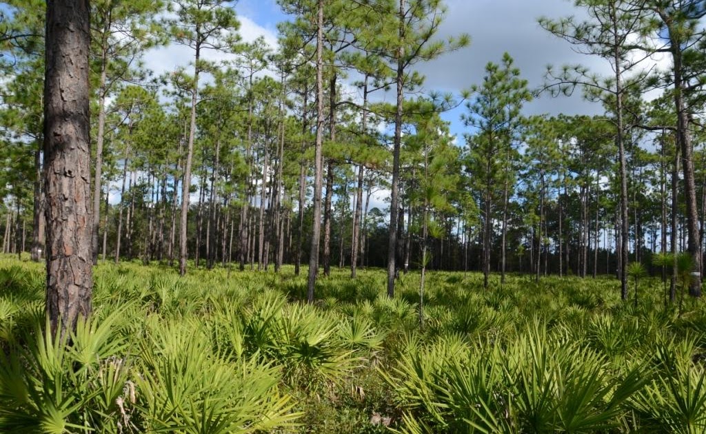 Ohio Birds and Biodiversity: Red-cockaded Woodpecker
