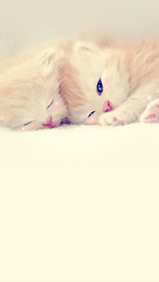 Sleeping Cute Kittens Lockscreen Android Wallpaper