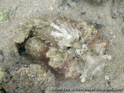 Hollow-cheeked Stonefish (Synanceja horrida)
