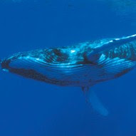 blue whale weight