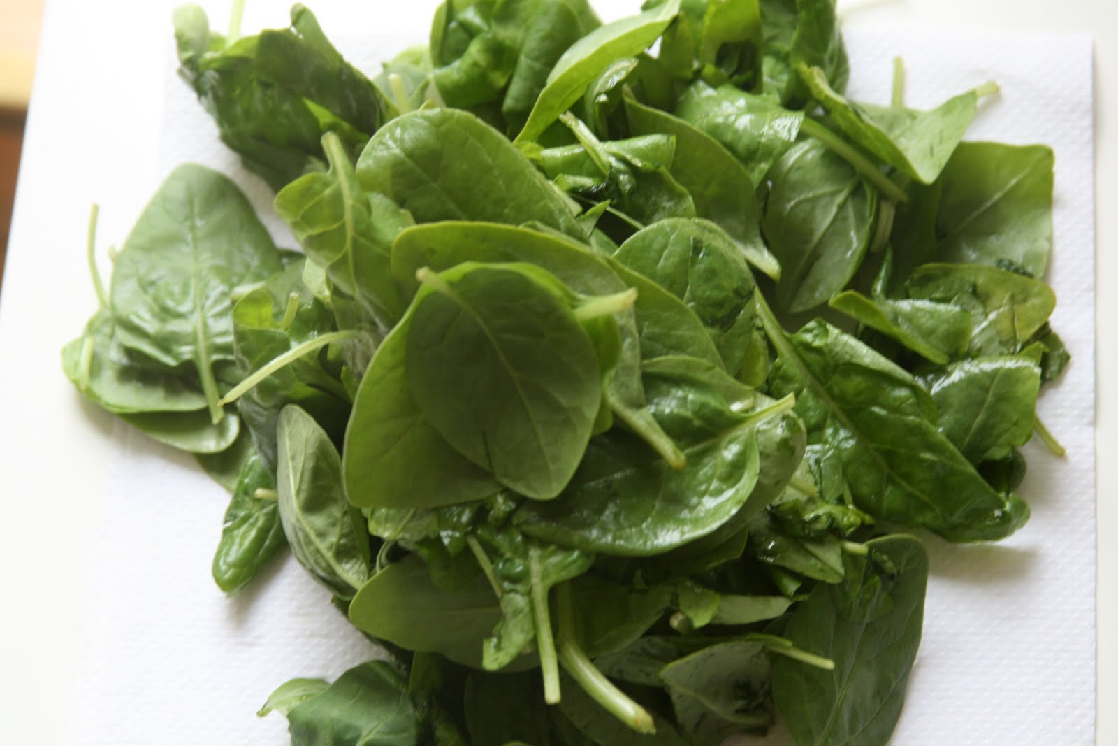 Heidi Horticulture Black Scale On Purple Leaf Sand Cherry Prunus