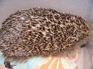 animal rescue hedgehog