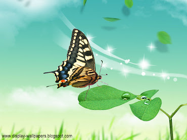 #12 Butterfly Wallpaper