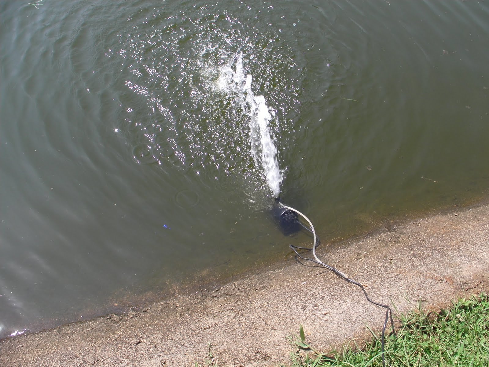 SMALLSCALE FARMING COMMERCIALIZED LUCRATIVE FISH FARMING