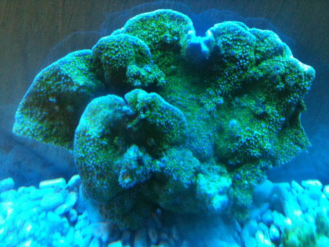 New coral