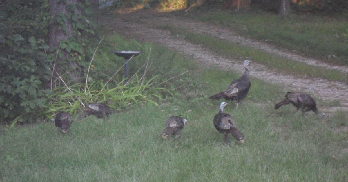 Progressive Charlestown Turkey Trot