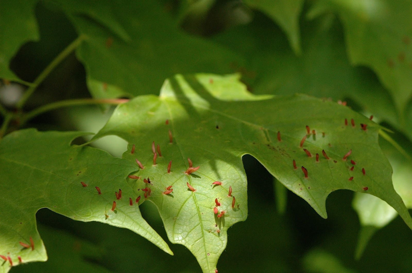 Field Biology in Southeastern Ohio Forest Entomology & Plant Pathology