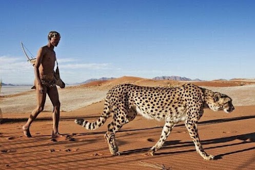 South African Wildlife