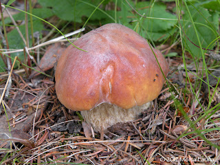 Boletus Edulis. The King Bolete at the crossroads.