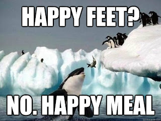 showtime, showdown, penguins, killer whales