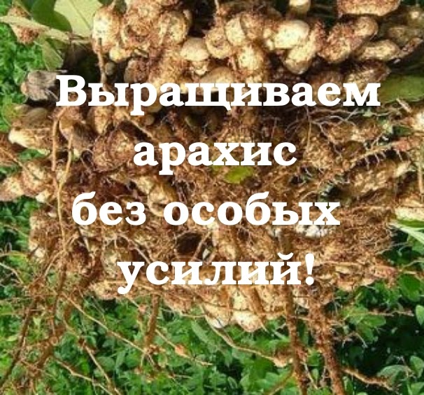 Что такое орех арахис выращивание 313