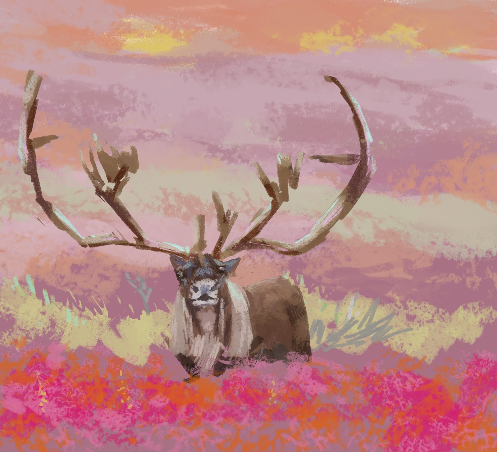 Bryan Mann Rangifer tarandus groenlandicus