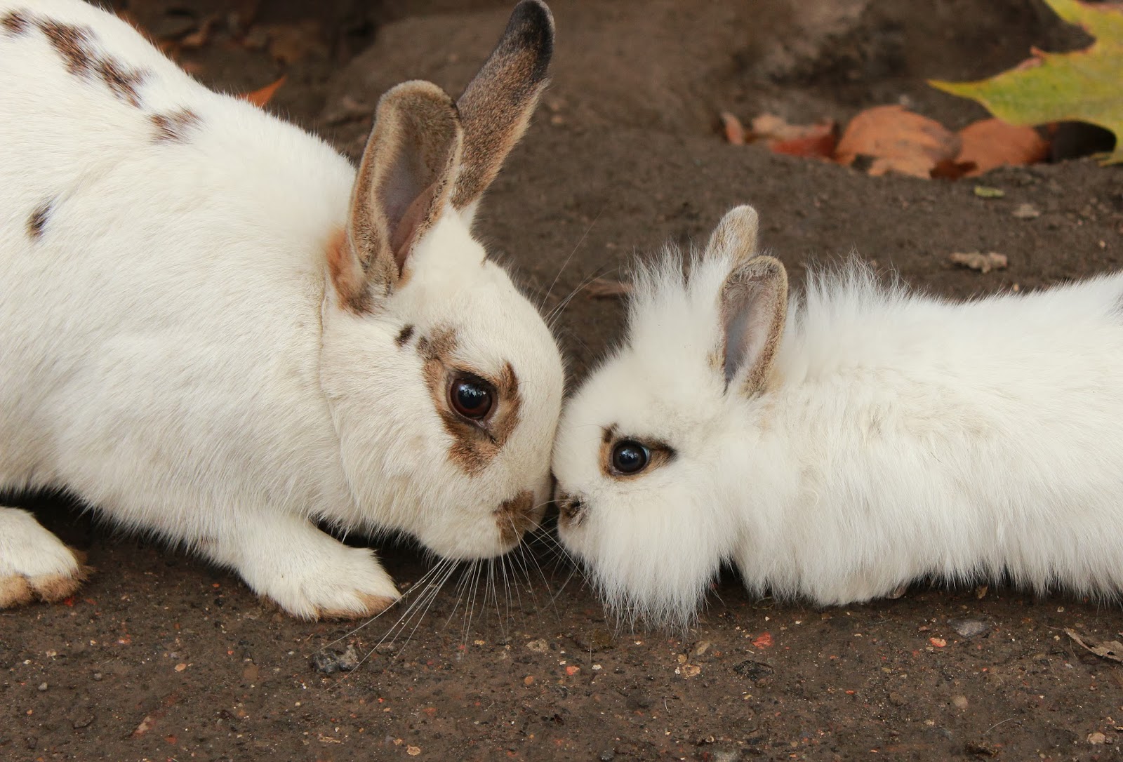 site de rencontre pour lapin