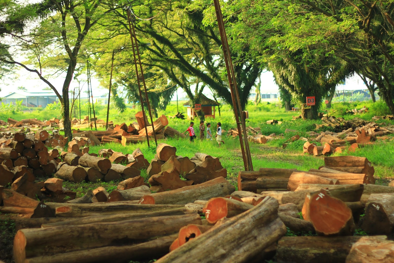 KESEDERHANAAN ALAM "kehidupan" - Motivasi dan Inspirasi