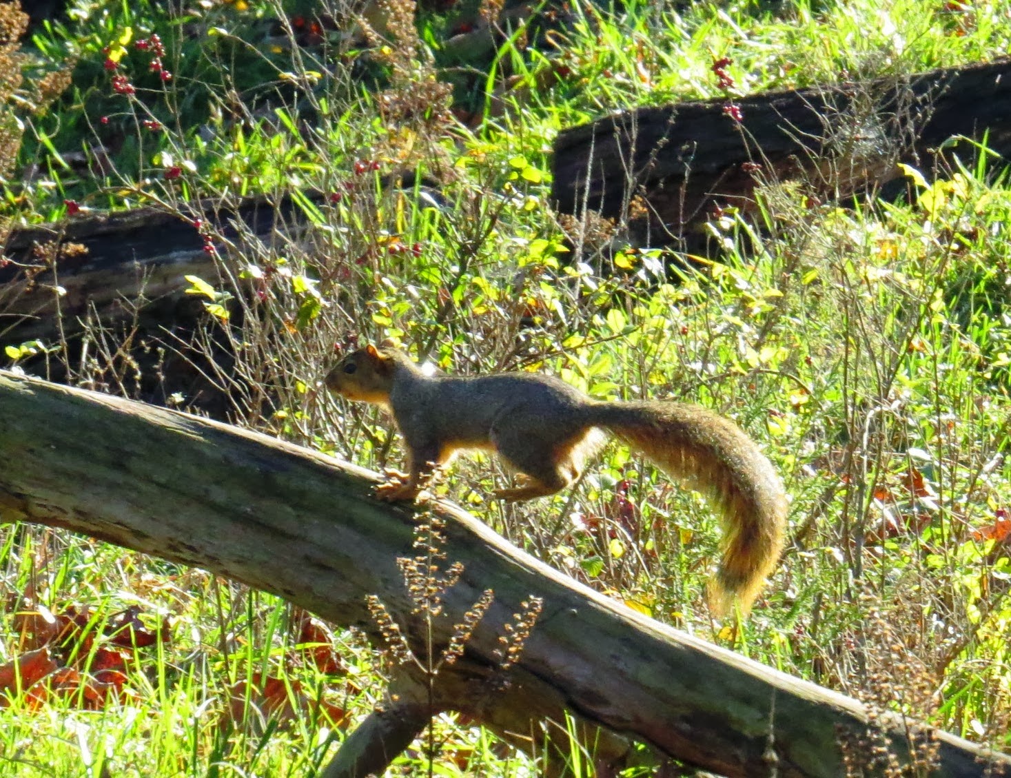 Galla FeistSquirrel Dog Hunting Photo Gallery Squirrels Are Happy
