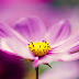 Wallpaper Purple Cosmos Flower