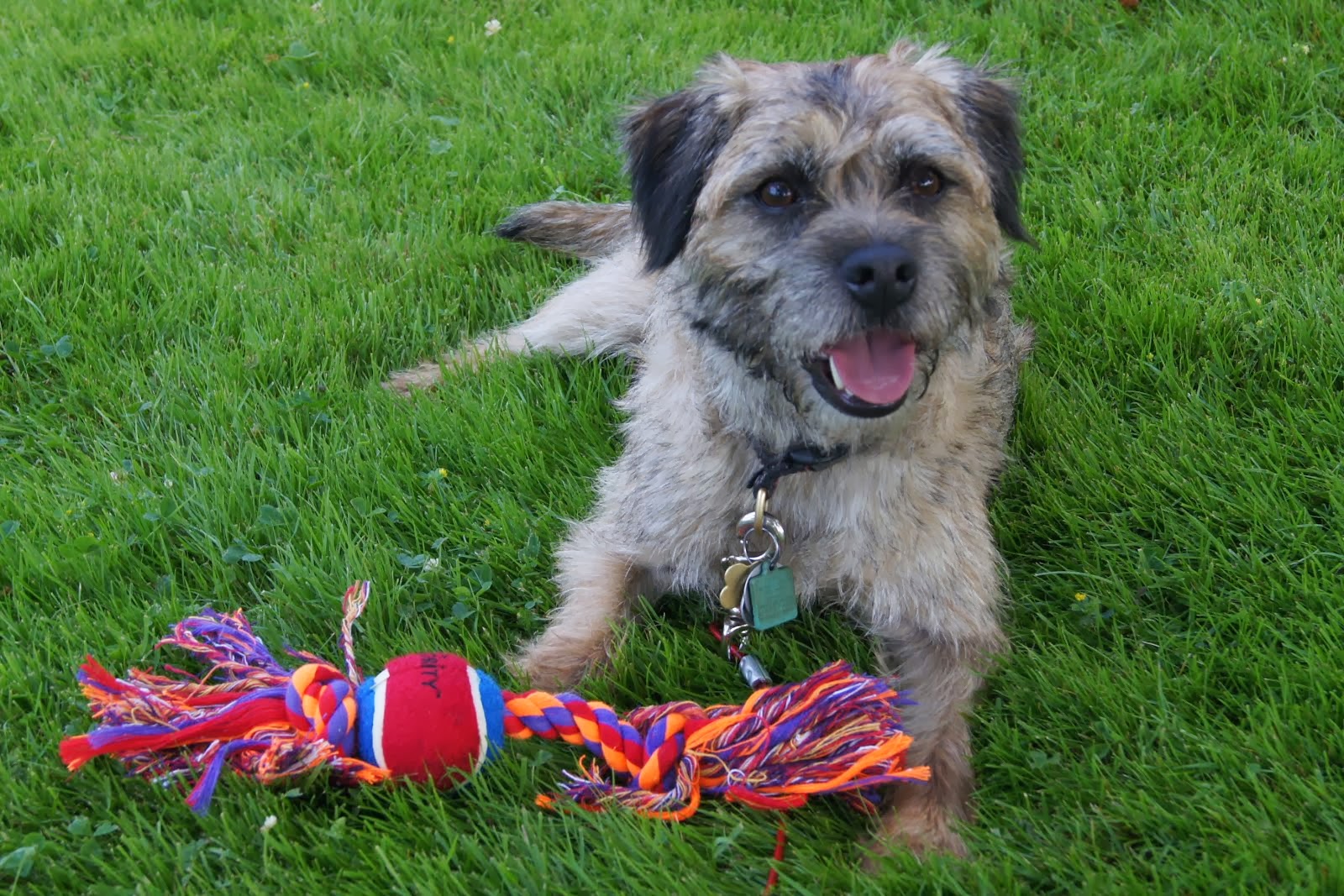 Spenser the Border Terrier