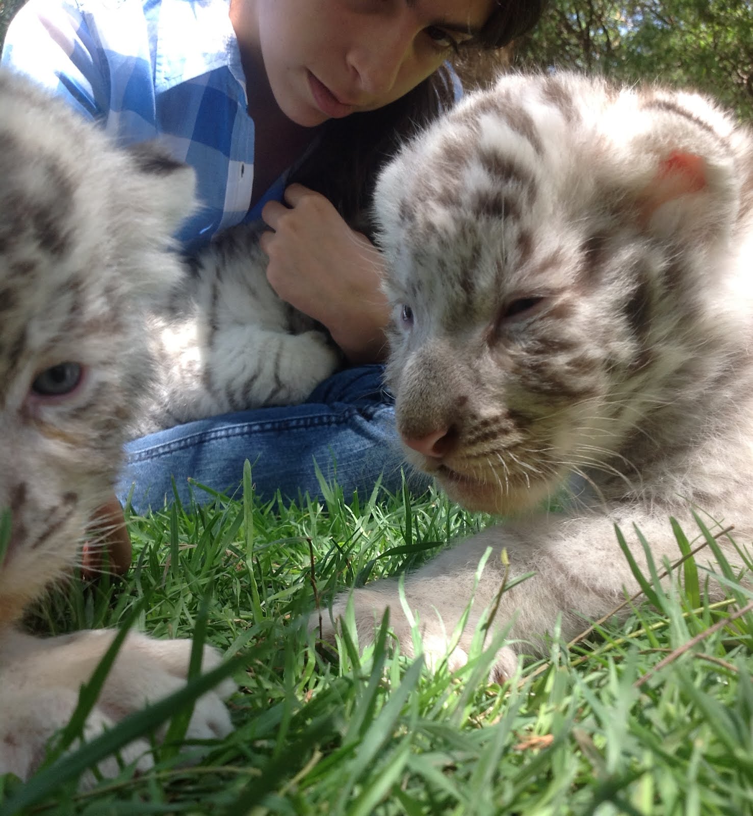 HERMOSOS BEBES DE TIGRE DE BENGALA