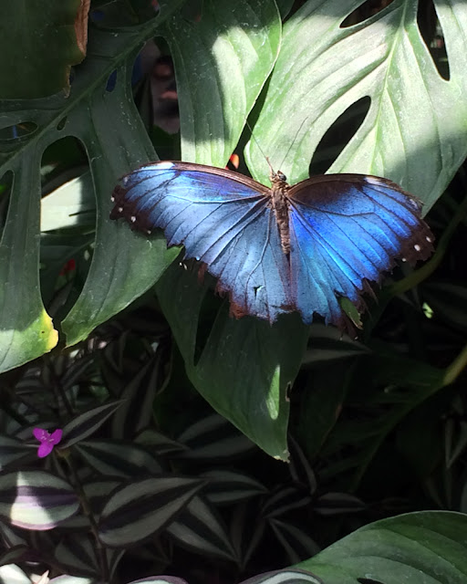 Ein Schmetterling Im Garten